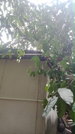 PERMOHONAN RESPON POHON TUMBANG DI RUMAH WARGA