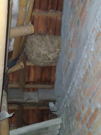 FPRB LAKUKAN OTT DI  KRETEK LOR RT 03 