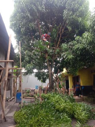 FPRB RESPON POTONG POHON MANGGA